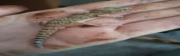 Mixed Breed reptiles for sale: Takydromus, strophurus, sphaerodactylus ect - Advert 6