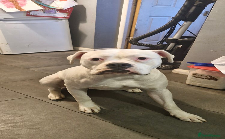 American Bulldog dogs - Advert 4