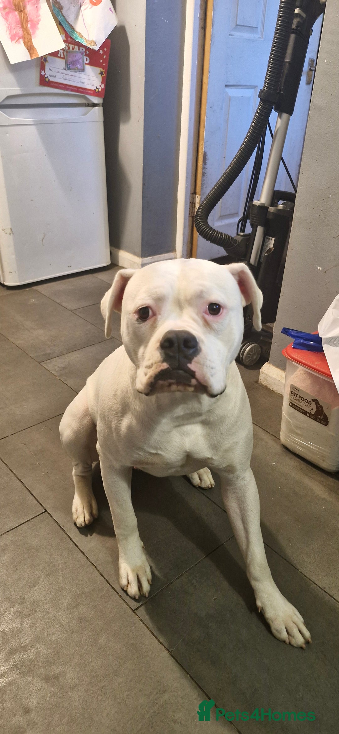 American Bulldog dogs for sale: American bulldog  - Image 1