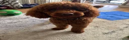 Miniature Poodle dogs for stud: Teddy  - Advert 8
