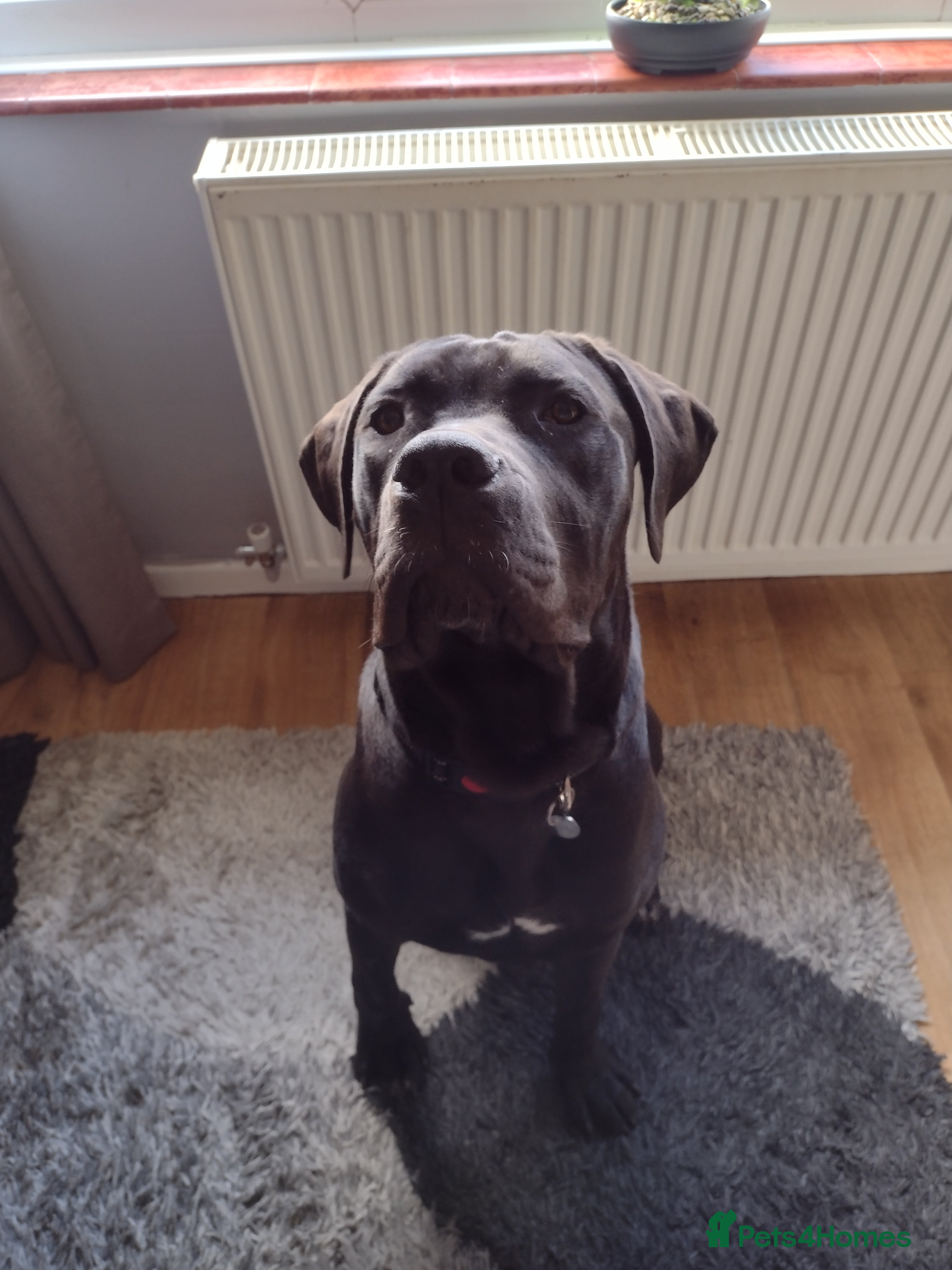 Cane Corso dogs Puppy looking for my forever home  - Advert 1