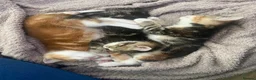 British Shorthair cats for sale: Stunning, well handled kittens ready to leave mum! - Advert 10