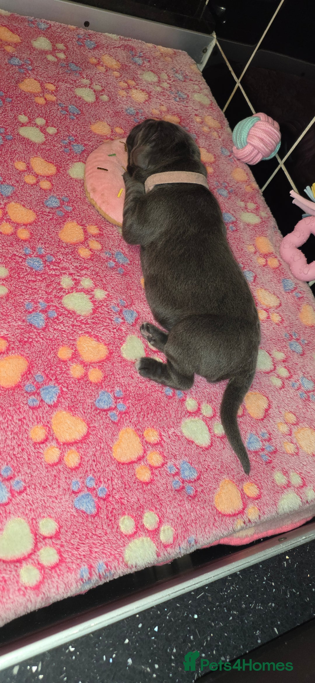 Cane Corso dogs for sale: 8 beautiful cane corsos  - Image 22