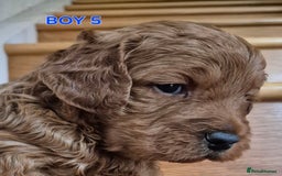 Mini Goldendoodle dogs for sale: F1b Red Miniature Goldendoodles tested parents - Image 16