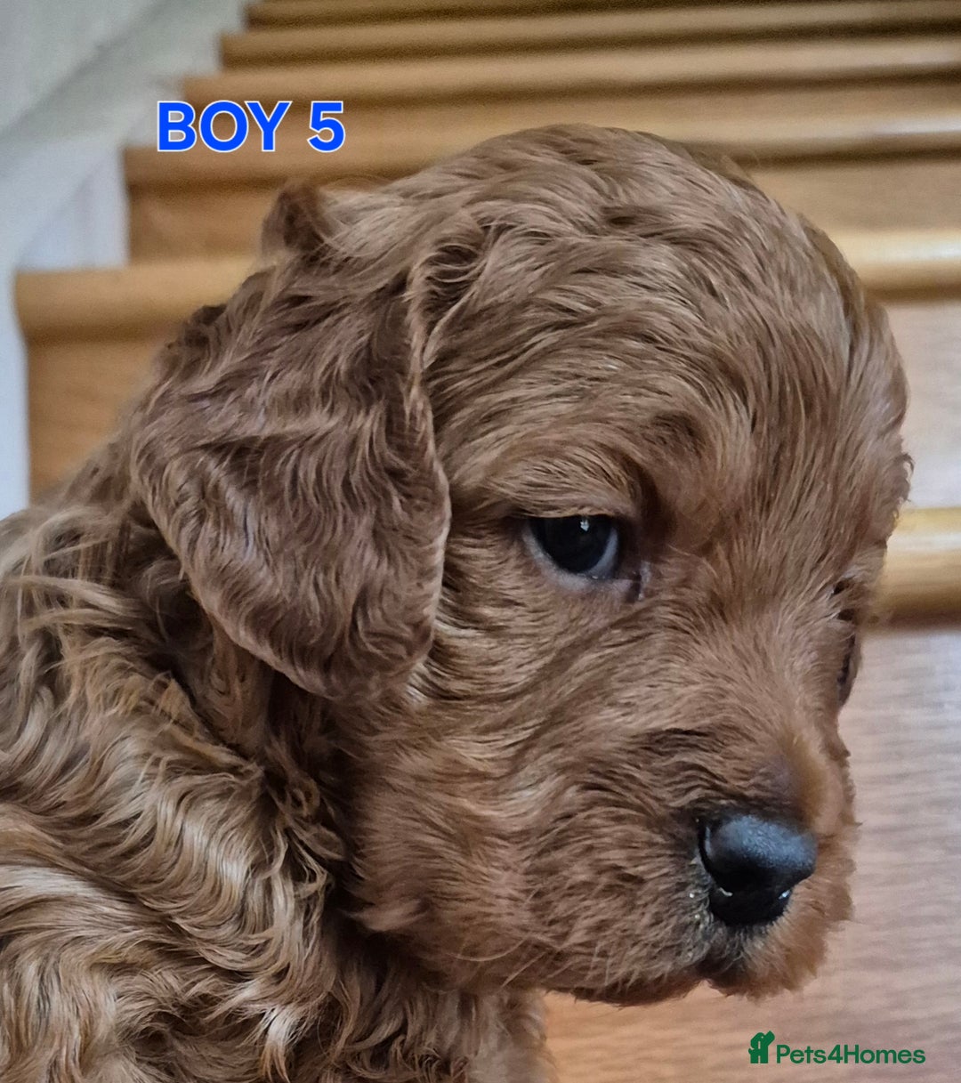 Mini Goldendoodle dogs for sale: F1b Red Miniature Goldendoodles tested parents - Image 16
