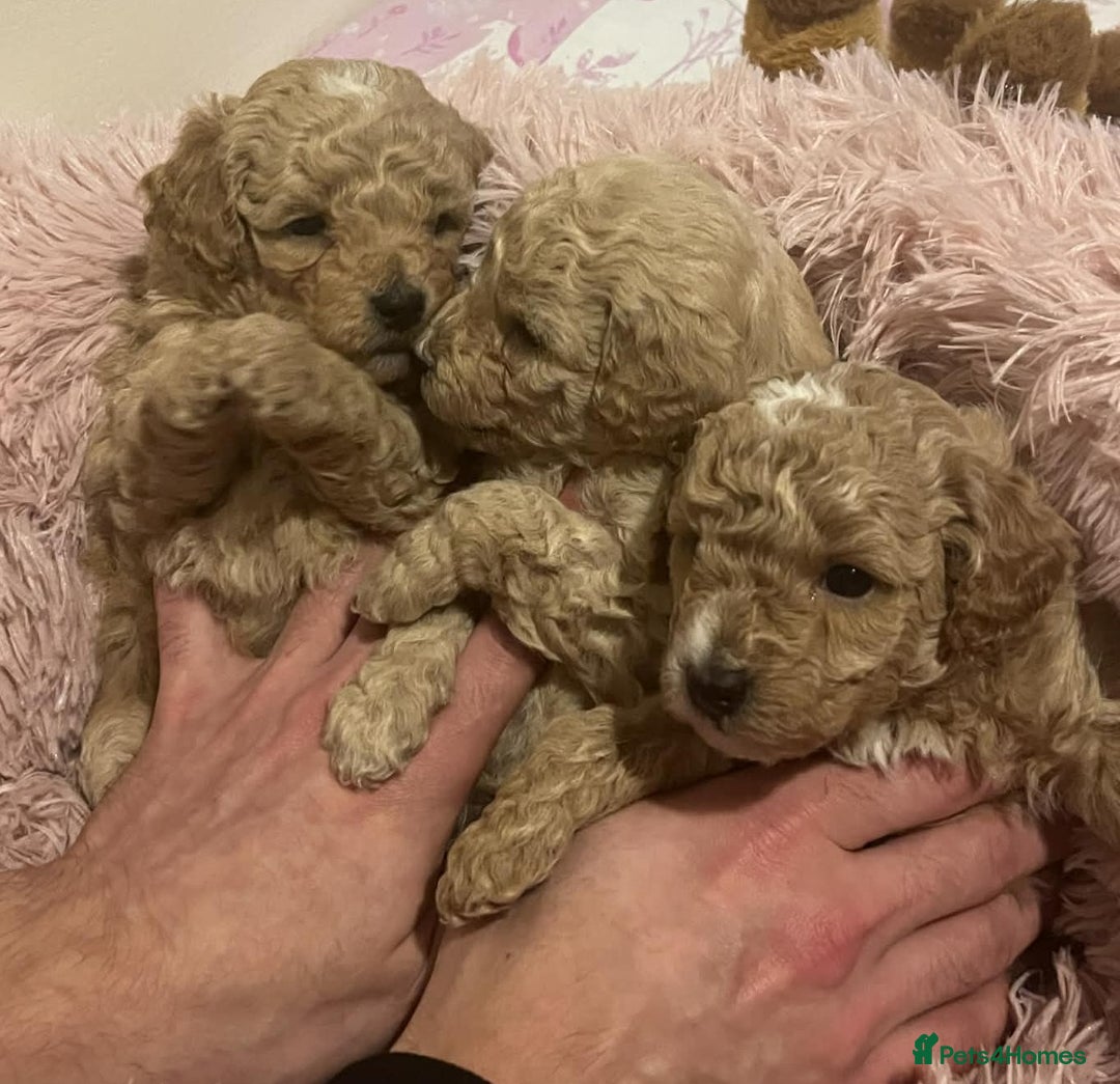 Maltipoo dogs for sale: Beautiful Maltipoo Puppies for Sale – 3 Boys - Advert 11
