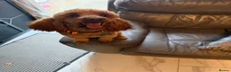 Toy Poodle dogs for stud: Stunning Red KC Toy Poodle Carlos for stud  - Advert 7