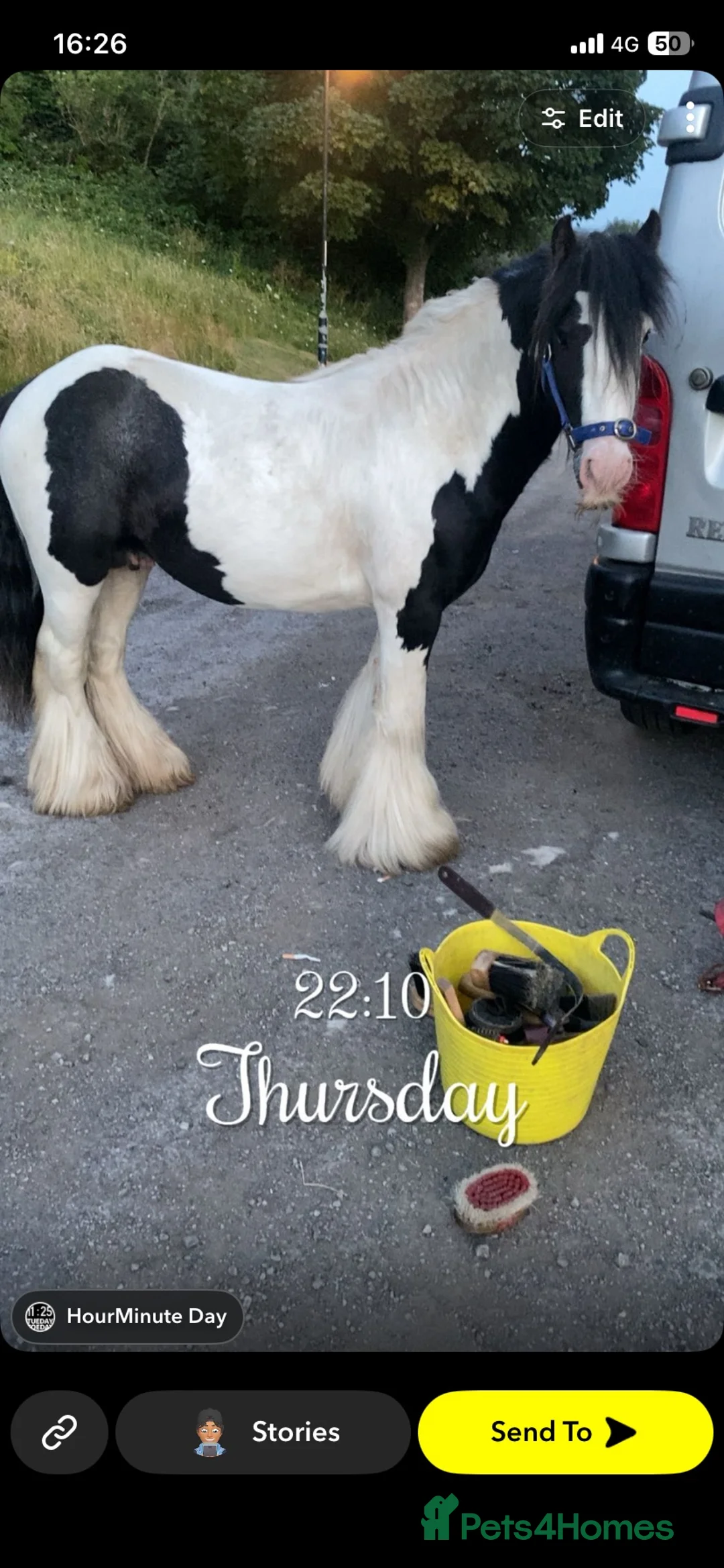 Irish Cob horses for sale: 🔥mush🔥 in Hebburn - Advert 2