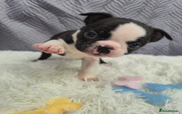 Boston Terrier dogs for sale: Superb litter of boston terriers. - Image 8