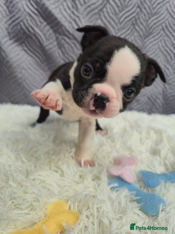 Boston Terrier dogs Superb litter of KC boston terriers puppies - Advert 3