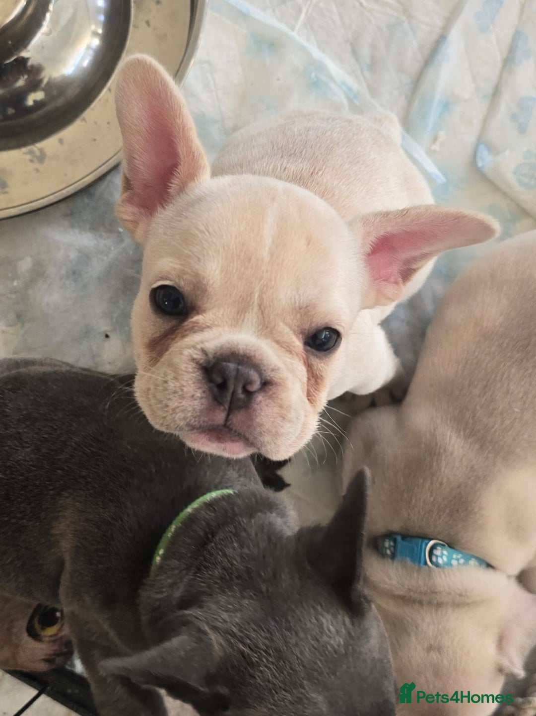 French Bulldog dogs for sale: One adorable female 🩷 French Bulldog Puppy  - Image 10