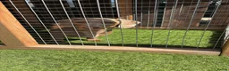 Miniature Dachshund dogs for sale: Minature dachshund puppies  - Advert 3
