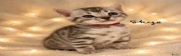 Bengal cats for sale: 🎬 Little Leopard Diaries | TICA BENGAL KITTENS 💎 - Advert 5