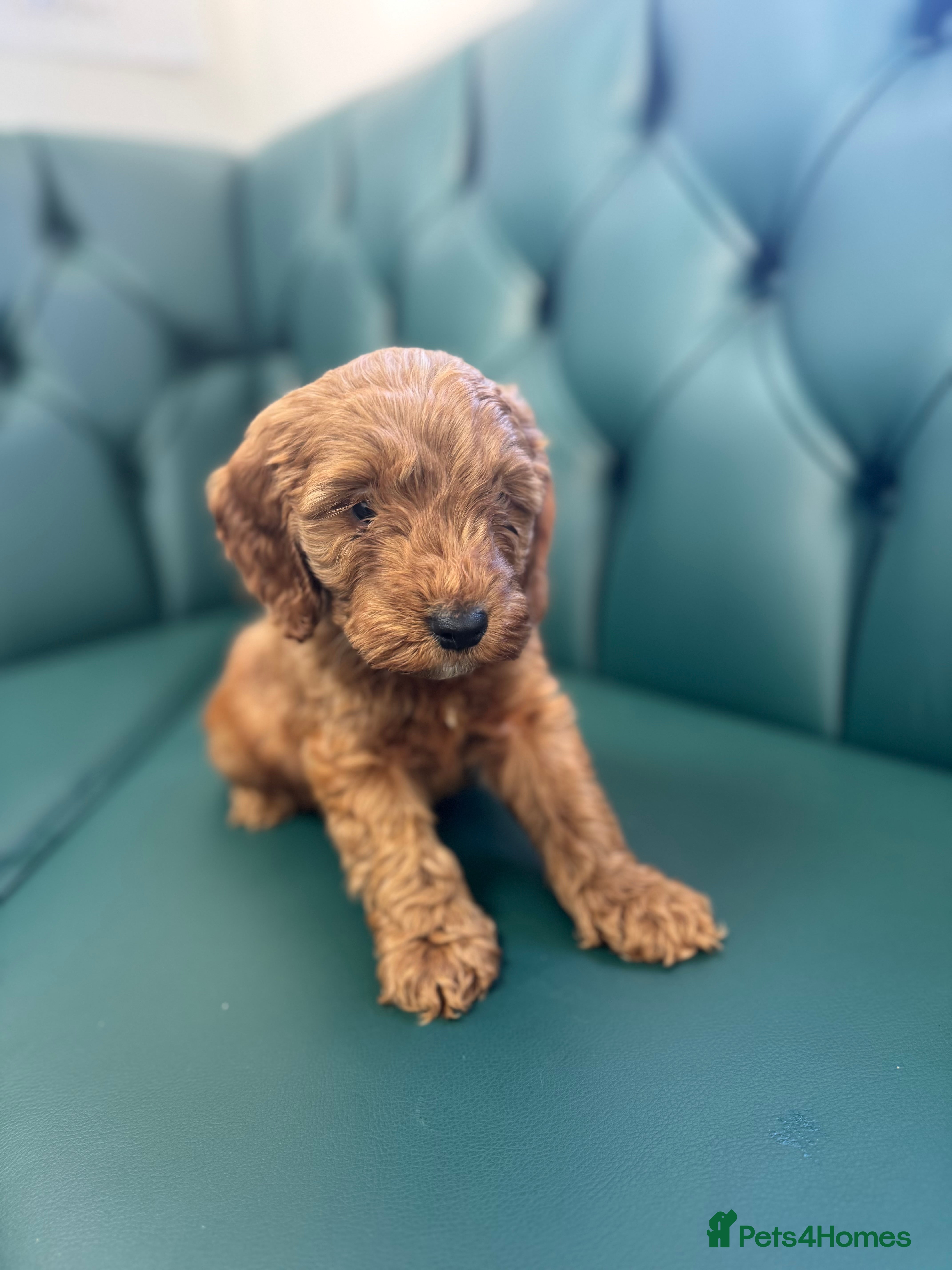 Cockapoo dogs 5⭐️ licensed. F1 health tested cockapoos RED  - Advert 3