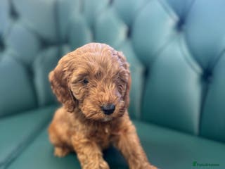 Cockapoo dogs 5⭐️ licensed. F1 health tested cockapoos RED - Advert 1