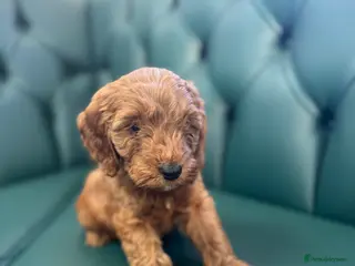 Cockapoo dogs 1 BOY LEFT 5⭐️ licensed. F1 health tested cockapoo - Advert 19