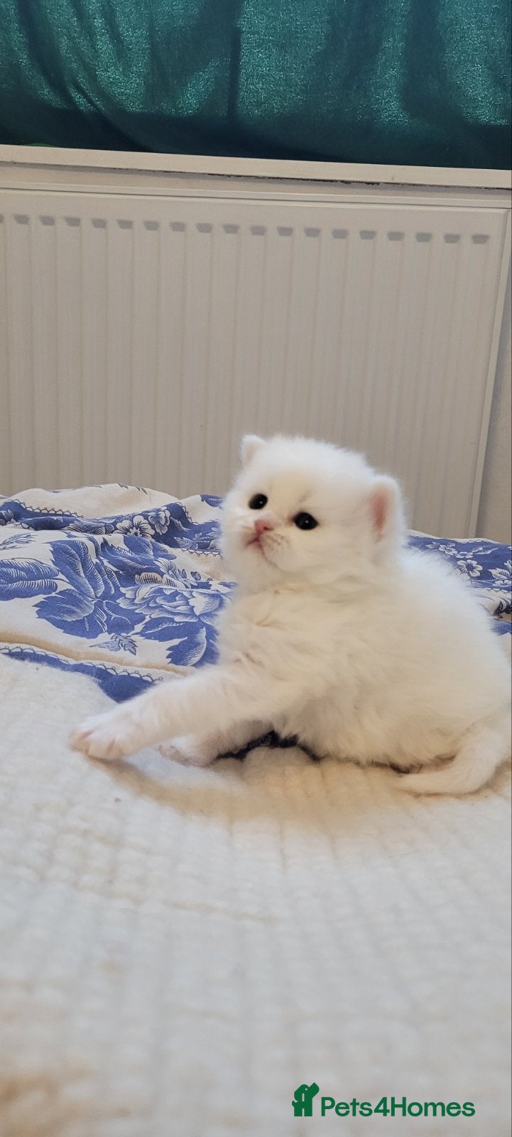 British Longhair cats Pedigree Show potential flamingo pure white & pink - Advert 3