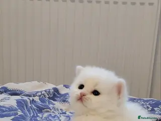 British Longhair cats Pedigree Show potential flamingo pure white & pink - Advert 1