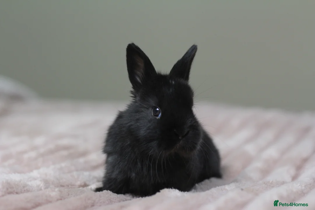 Angora rabbits for sale: Angora X bunny rabbits  - Advert 7