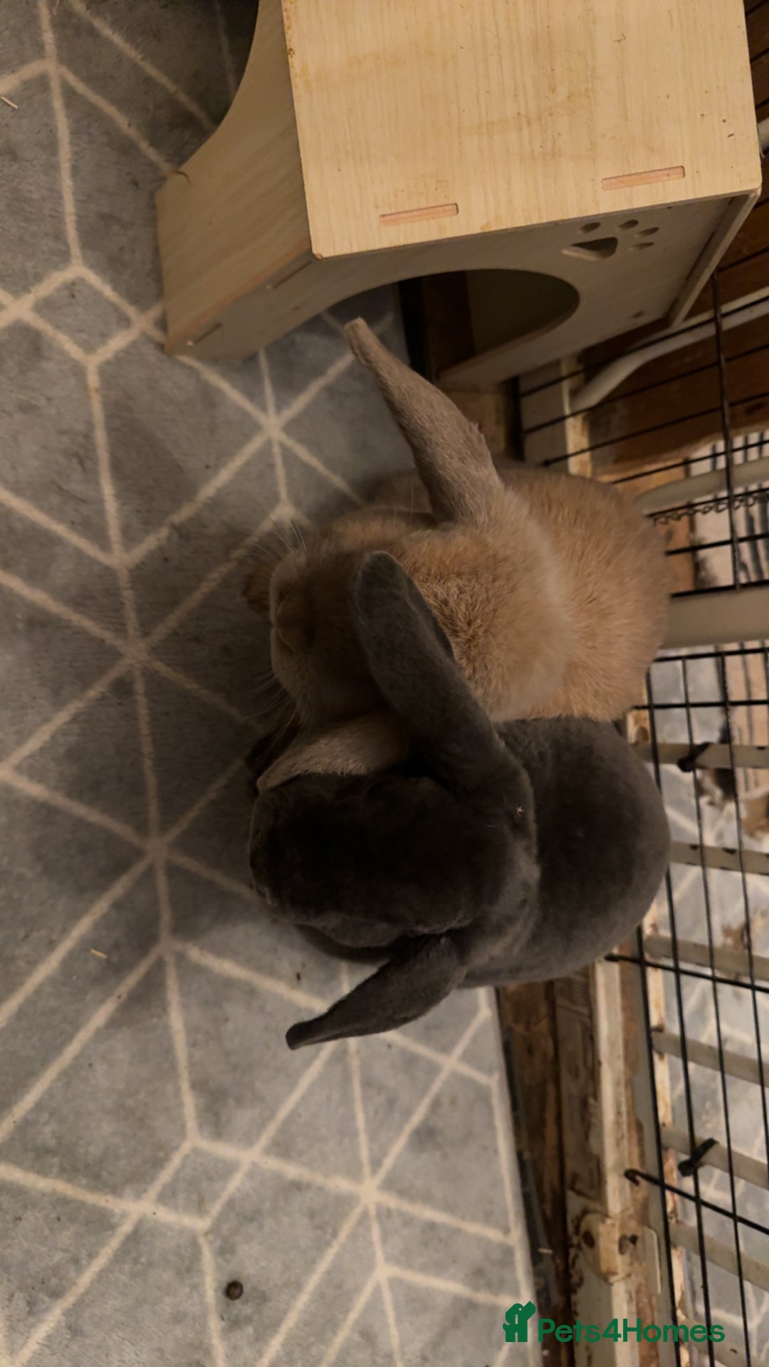 Mixed Breed rabbits for sale: For stunning rabbits looking for a new home  - Advert 5