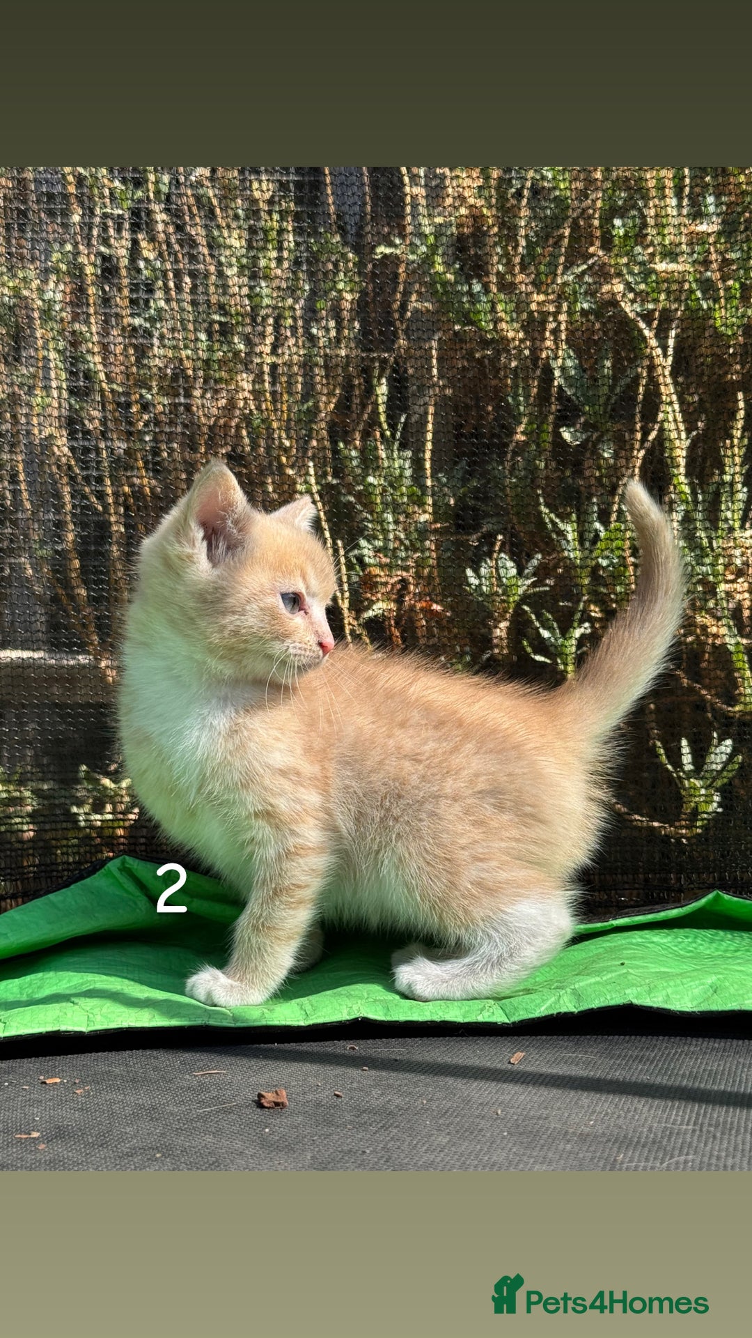Mixed Breed cats for sale: 3 Female Ragdoll X Kittens  - Image 11