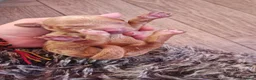 Cockapoo dogs for sale: Beautiful miniature/toy cockerpoos  in Huddersfield - Advert 4