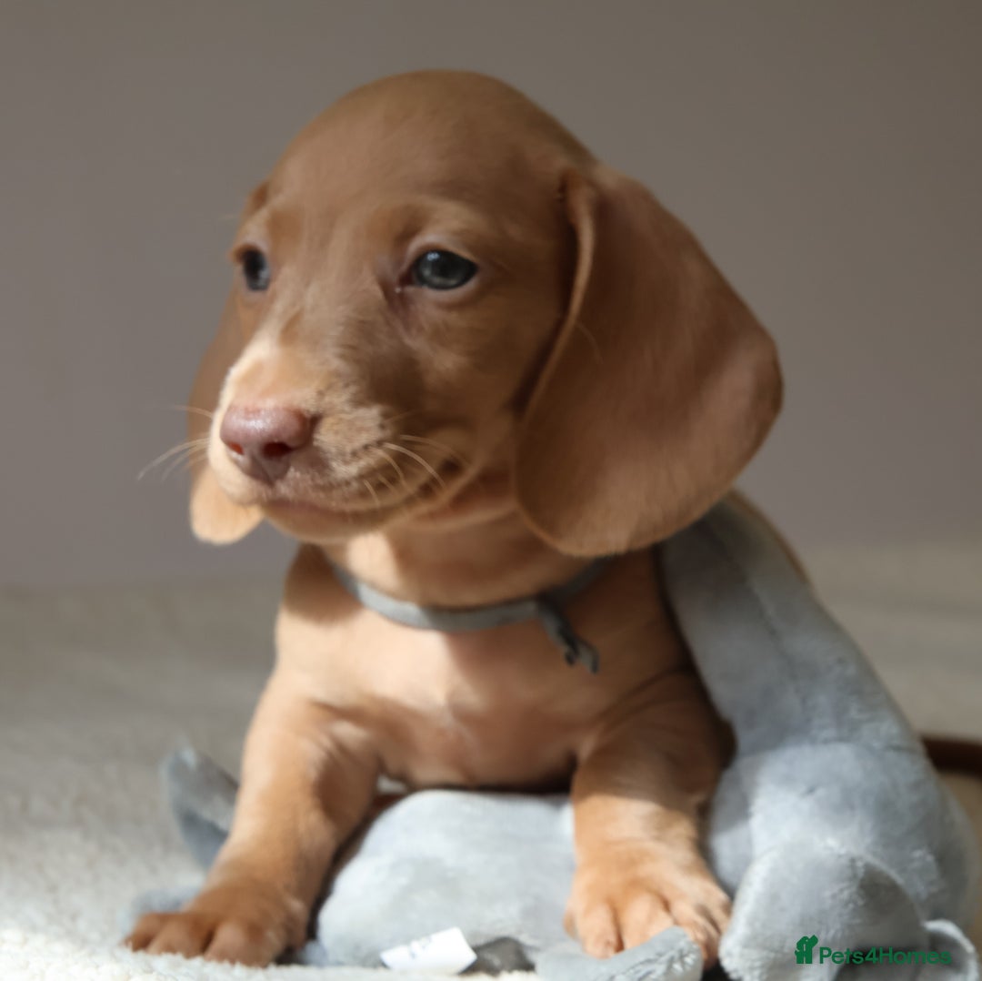 Miniature Dachshund dogs for sale: 🌟5StarsLicense+Holistic+KC+VetCheck+PRAClear - Image 22