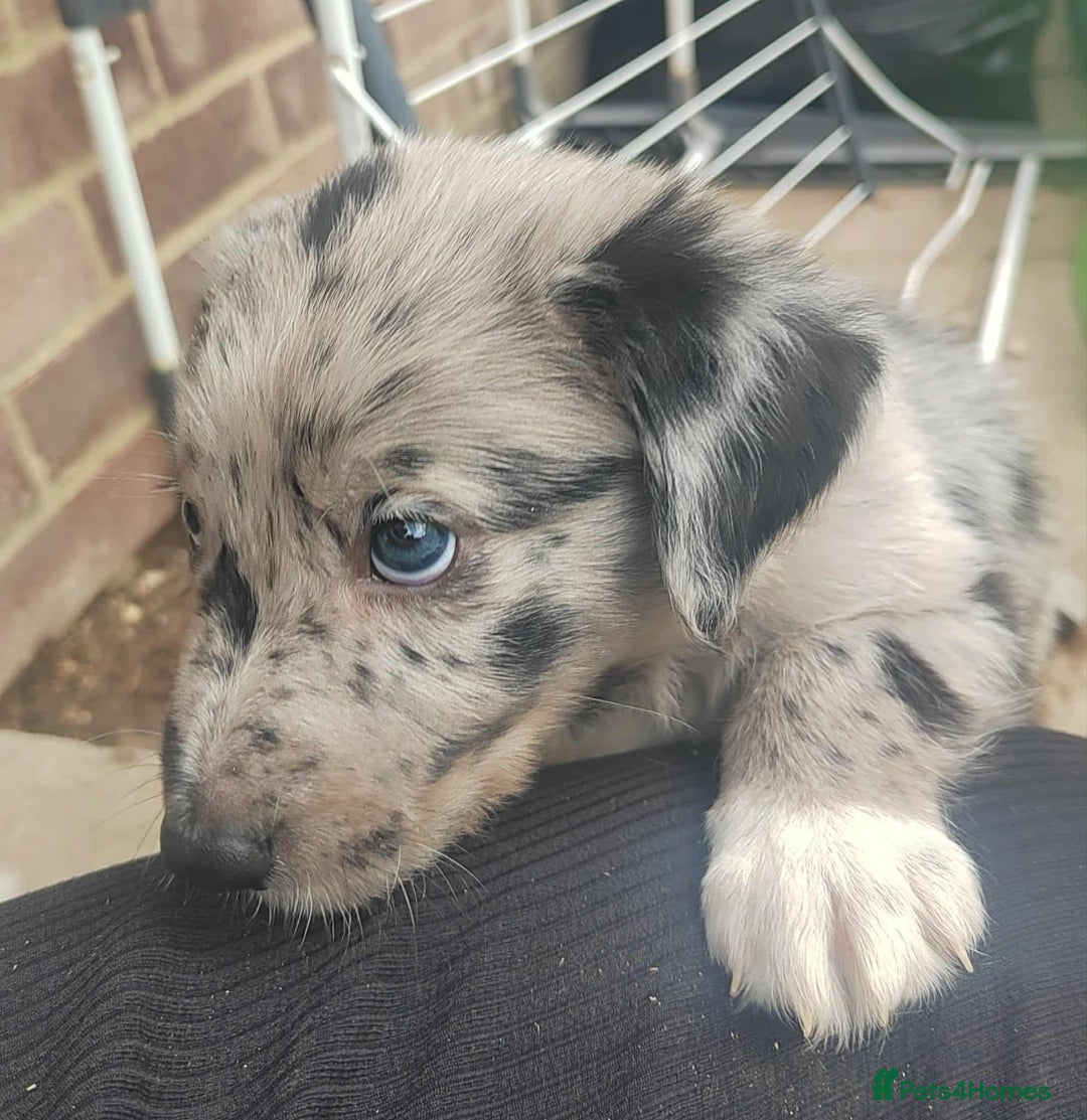 Mixed Breed dogs for sale: Border Collie X German Shepherd Puppies - Image 11