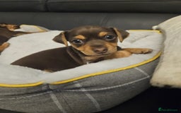 Jack Russell dogs for sale: Miniature jack Russell pups  - Image 2