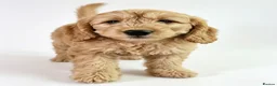 Mini Goldendoodle dogs for sale: Ready to now, licensed breeder & POLICE K9 trainer - Advert 6