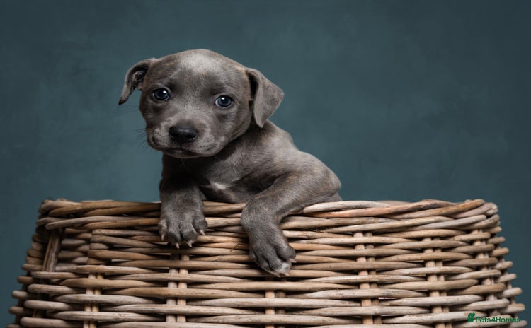Staffordshire Bull Terrier dogs - Advert 4
