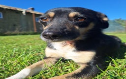 Mixed Breed dogs for adoption: Angel for adoption - Image 1