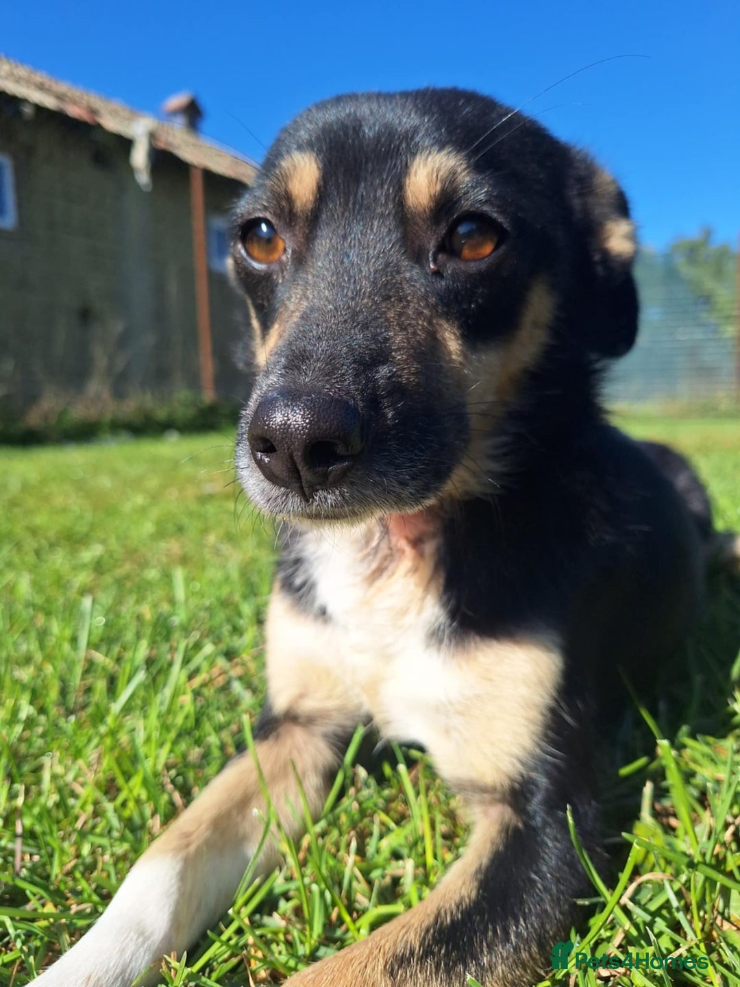 Mixed Breed dogs for adoption: Angel for adoption - Image 1