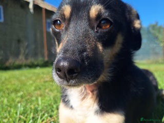 Mixed Breed dogs - Advert 2