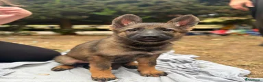 German Shepherd 3