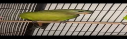 Parrots birds for sale: Superb parrot pair male and female  in Luton - Advert 18
