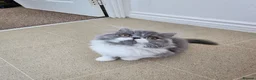 Persian cats for sale: Stuning Persian Girls - Advert 23