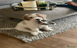 Goldendoodle dogs for sale: Goldendoodle Double Doodle pup ready to go🐾 - Image 1