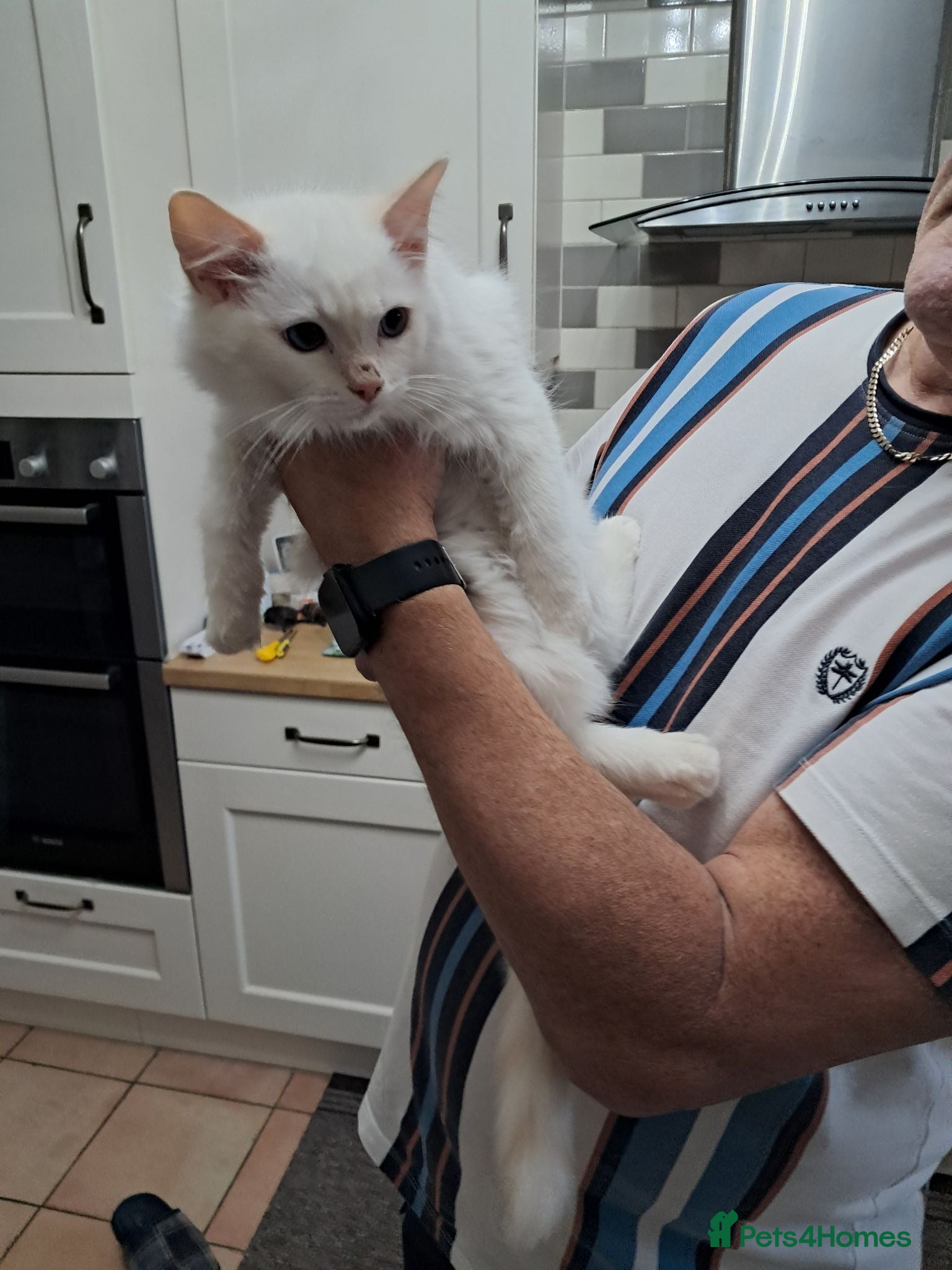 Ragdoll cats REDUCED just 1 amazing little boy GCCF Ragdolls - Advert 5