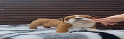 English Bulldog dogs for sale: MULTI CH Sired english bulldog puppies. - Advert 3
