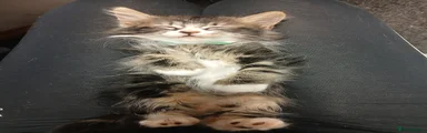 Norwegian Forest Cat 1