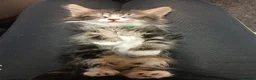 Norwegian Forest Cat cats for sale: Norwegian Forest/Siberian Kittens in Treorchy - Advert 2