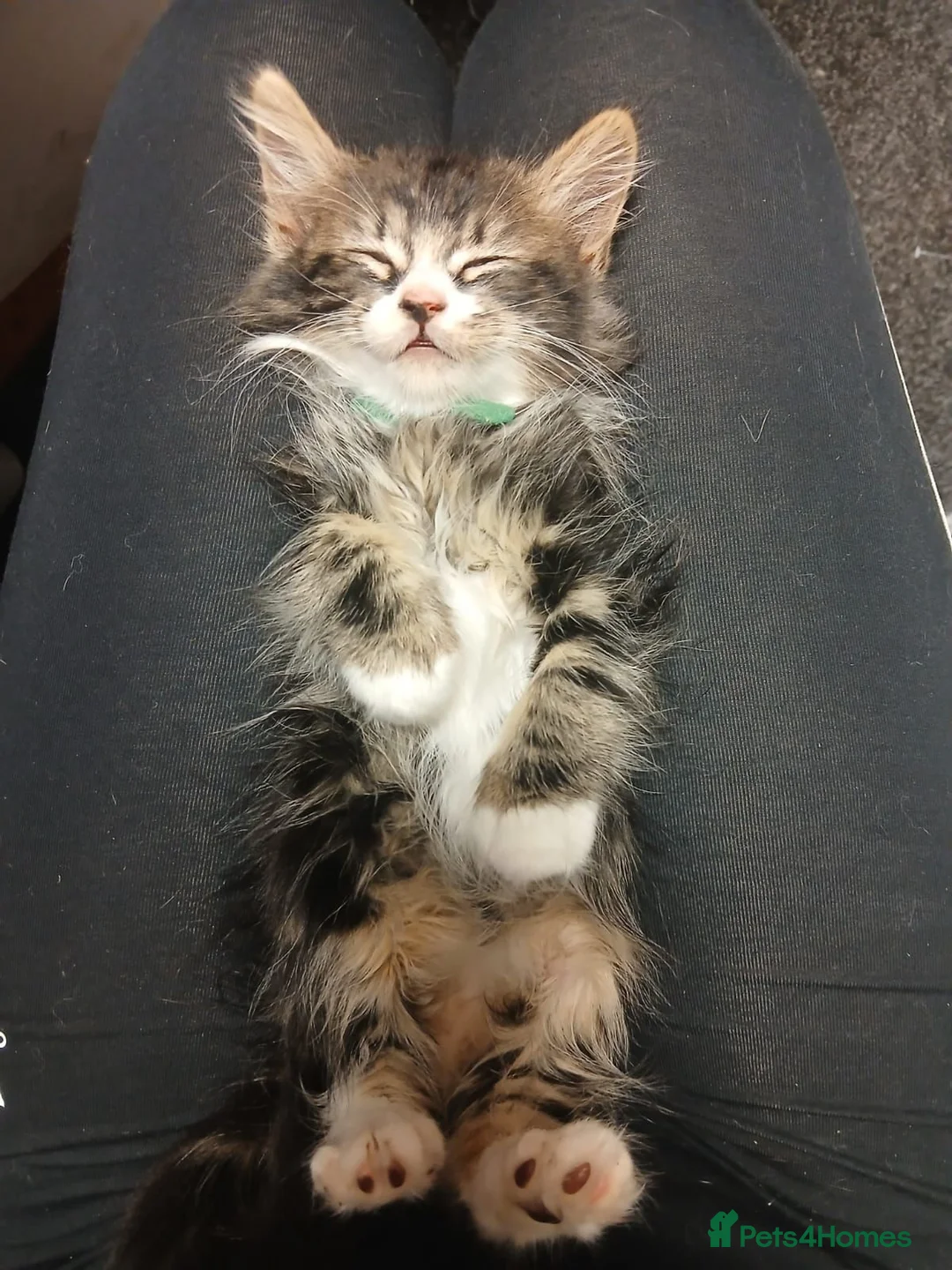 Norwegian Forest Cat cats for sale: Norwegian Forest/Siberian Kittens in Treorchy - Advert 2