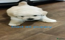 Mixed Breed dogs for sale: Malshipoos puppies 1 boy 1 girl maltipoo mum  - Image 9