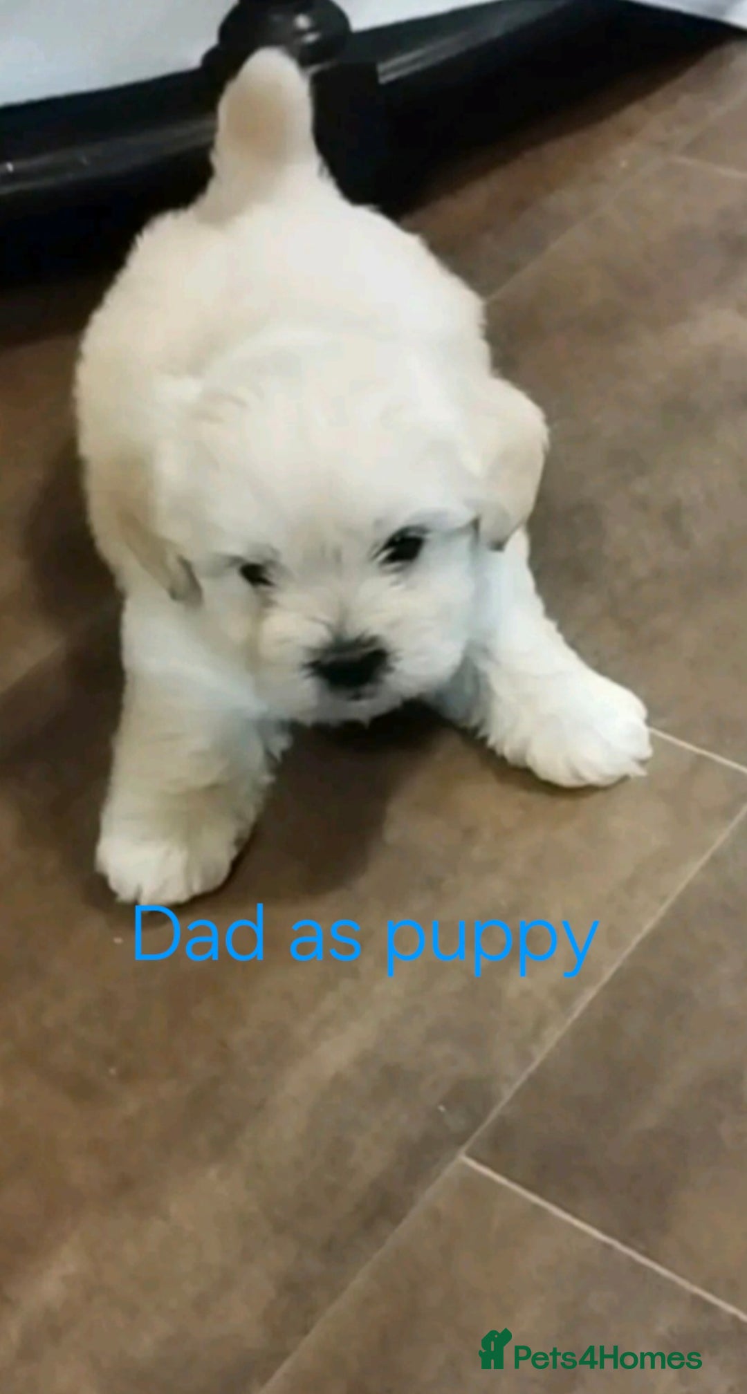 Mixed Breed dogs for sale: Malshipoos puppies 1 boy 1 girl maltipoo mum  - Image 9