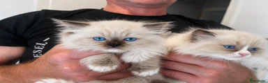 Ragdoll 5