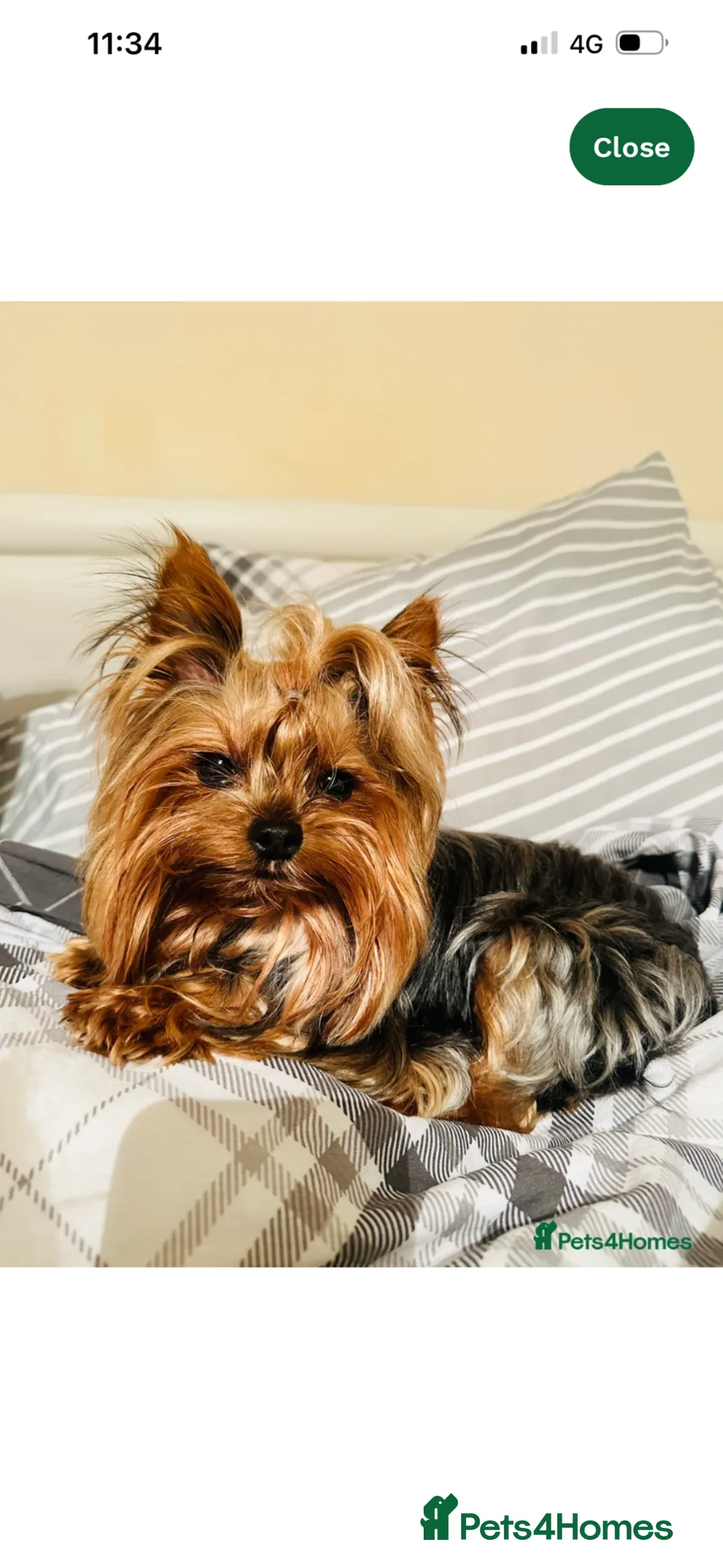 Yorkshire Terrier dogs for sale: Yorkshire terrier puppies  - Advert 1