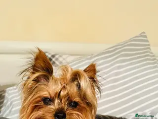 Yorkshire Terrier dogs Yorkshire terrier puppies - Advert 6