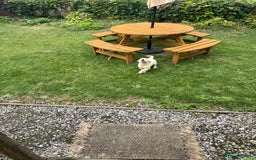 Golden Retriever dogs for sale: Healthy well socialised calm KC puppies - Image 21