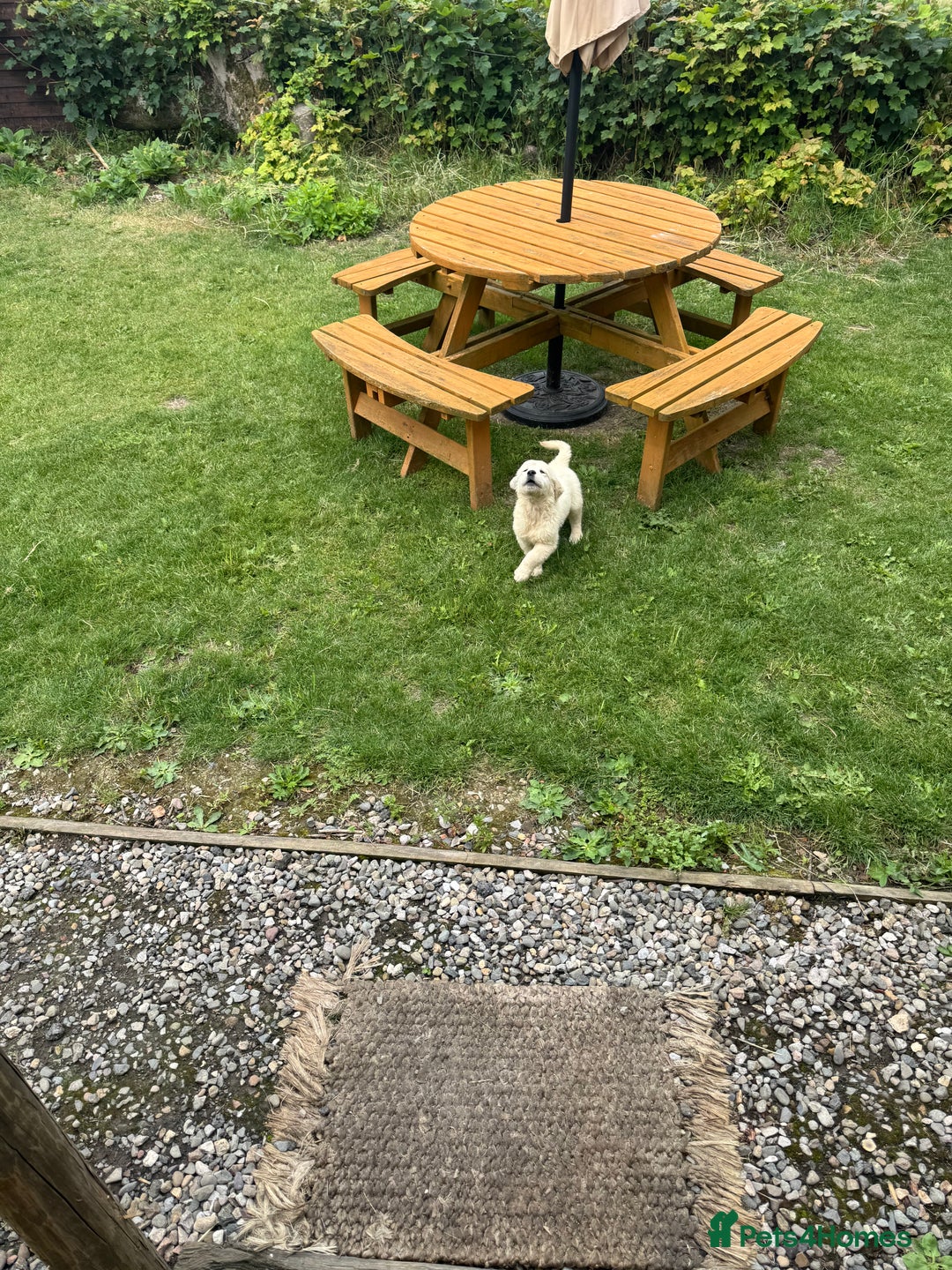 Golden Retriever dogs for sale: Healthy well socialised calm KC puppies - Image 21
